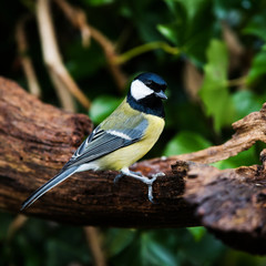 Obraz premium Great Tit in his environment. Her Latin name is Parus major.