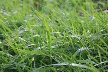 Dew drops on the green leaves of grass in the morning