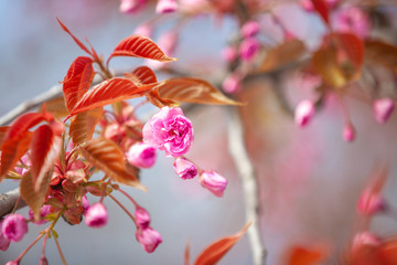 closeup sakura flower. natural floral spring or summer background with soft focus and blur 