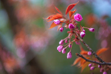 closeup sakura flower. natural floral spring or summer background with soft focus and blur 