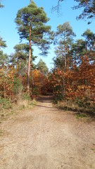 Colorful leaves in several colors during the autumn season on the Veluwe area in the Netherlands