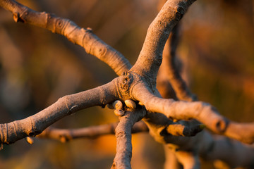 Fig Tree