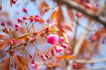 closeup sakura flower. natural floral spring or summer background with soft focus and blur 