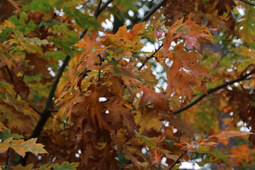 Colorful leaves in several colors during the autumn season on the Veluwe area in the Netherlands