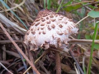 mushroom in the forest