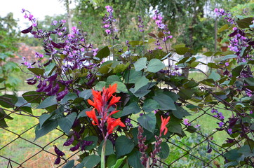 Shoots of blooming decorative purple beans weave along the metal mesh fence.