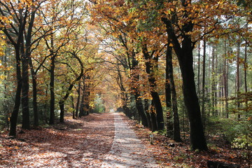 Colorful leaves in several colors during the autumn season on the Veluwe area in the Netherlands