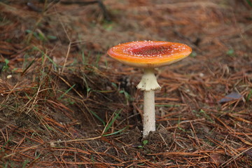 Amanita muscaria, commonly known as the fly agaric in the forest Veluwe in the Netherlands. This Mushroom is toxic.