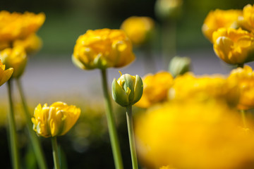 Fototapeta premium Close-up yellow tulips.Amazing flower. Tulip flower background.