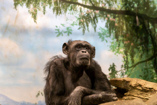 チンパンジー - Powered by Adobe