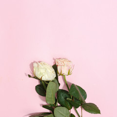 Fototapeta na wymiar Delicate roses on a pink background. Space for copy top view. Valentine's Day.
