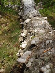 Kampinoski Park Narodowy