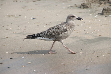 seagull on the beach along the seaside of Noordwijk in the netherlands