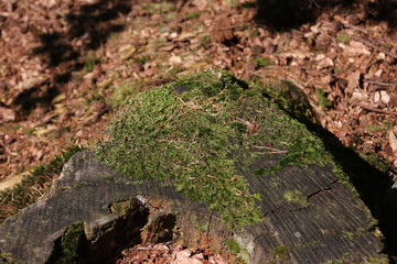 tree with green leaves and needles in the sun at the Dellen in the Veluwe in the Netherlands