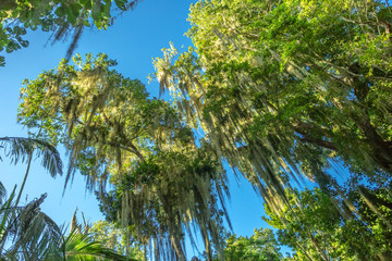 rainforest trees on blue sky