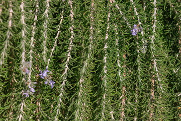 rosemary branches