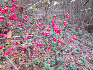 red flowers on a background