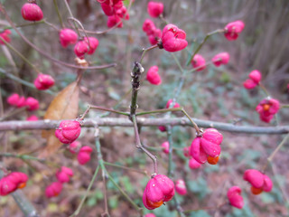 pink flowers on  branch