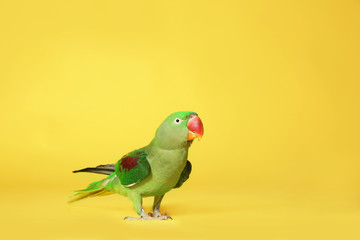 Beautiful Alexandrine Parakeet on yellow background. Space for text