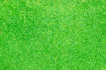 Fototapeta premium Green grass background