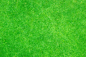 Fototapeta premium Green grass background