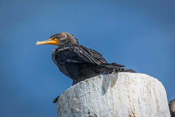 phalacrocoraxblack bird lying down