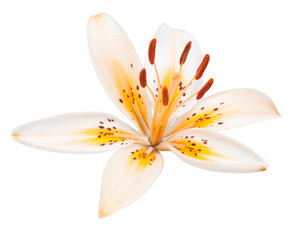 Beautiful yellow lily isolated on white background. Summer. Spring. Flat lay, top view. Love. Valentine's Day. Flower