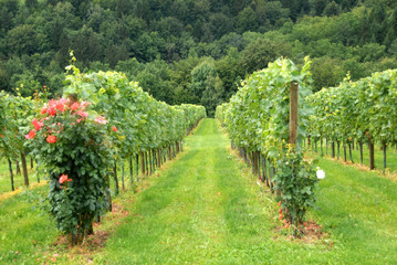 Fototapeta na wymiar vineyard in southern Styria