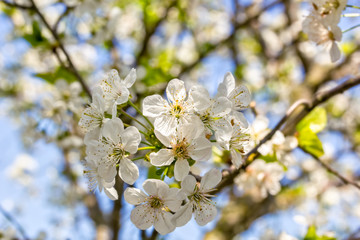 Flowering branch of cherry on a blurred background of garden