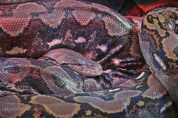 Netzpython (Malayopython reticulatus)