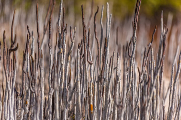 Fototapeta premium salt farm plants