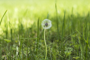 Dandelion flower in the green grass in summer in sunny weather