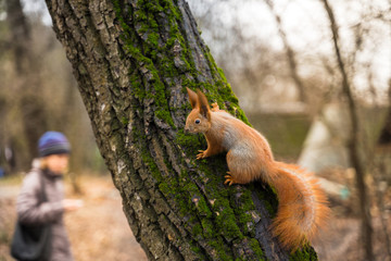Curious squirrel on a tree in autumn park.