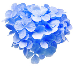 Blue hydrangea paniculata flower head isolated on white background. Top view, flat lay