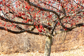 Red winter berries on small tree