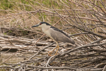 Black-Crowned Night Heron