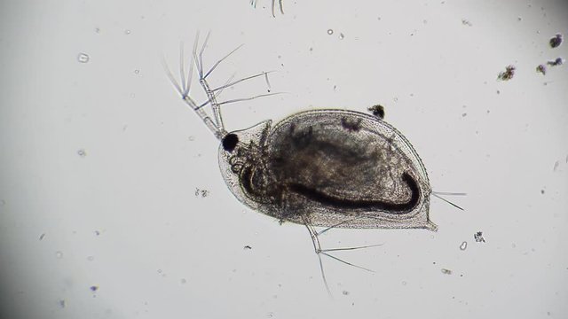 Transparent body of Daphnia with clearly visible organs. Theme of laboratory biological research under microscope. Microscopic protozoa in a drop of water magnification. Microcosm close-up.