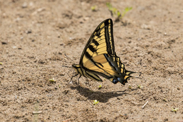 Fototapeta na wymiar Western Tiger Swallowtail