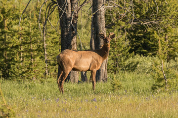 Young Bull Elk in the Spring
