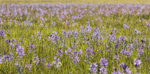 Obraz premium Field of Camas Flowers