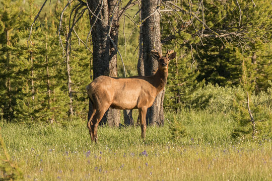 Young Bull Elk in the Spring © NorthwestWildImages