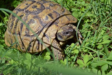 Tortoise