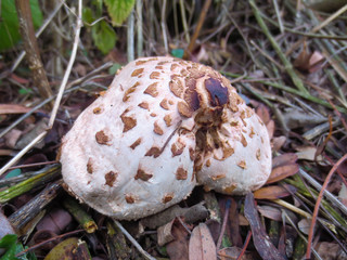 mushroom in the forest