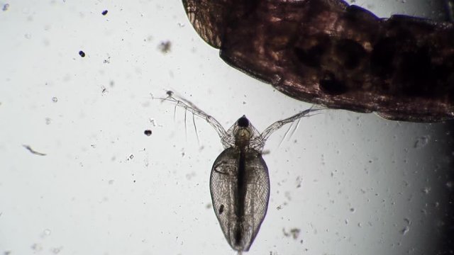 Defecation of daphnia pond close-up in microscope. Transparent microorganism, you can see all organs and heart beats. Theme of laboratory biological research under microscope. Microcosm close-up.