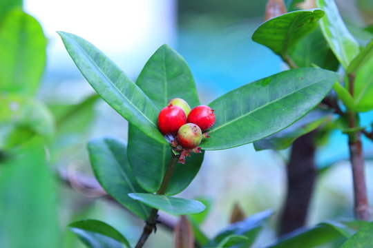 red cherries on the tree