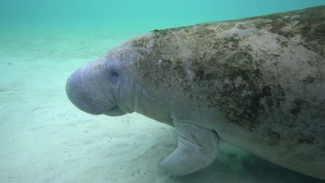 A wild, large, friendly, playful West Indian Manatee (trichechus manatus) warily approaches the camera. Manatees are naturally curious and gentle.
