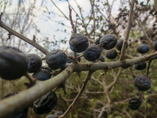sloe on  a branch