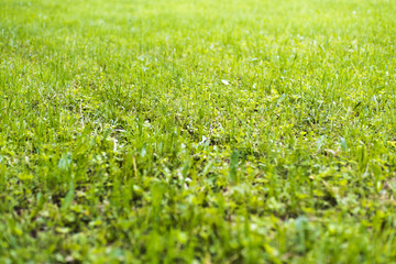Green grass in the park as a lawn