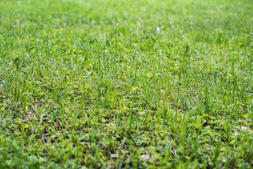 Green grass in the park as a lawn