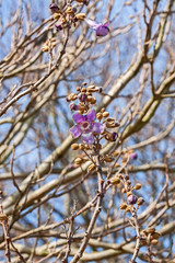 A foxglove tree (Paulownia tomentosa) in flower